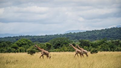 Magic of Nyerere and Mikumi National Parks - Image - 2851